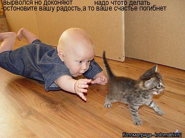 Котоматрица: -остоновите вашу радость,а то ваше счастье погибнет вырволся но доконяют надо чтото делать