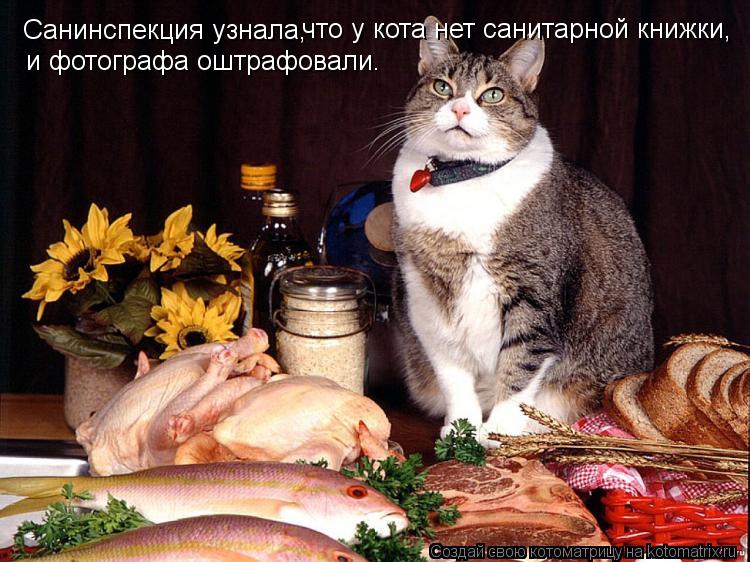 Котоматрица: Санинспекция узнала,  что у кота нет санитарной книжки, и фотографа оштрафовали.