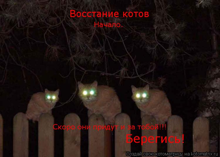Котоматрица: Восстание котов Начало. Скоро они придут и за тобой!!! Берегись!