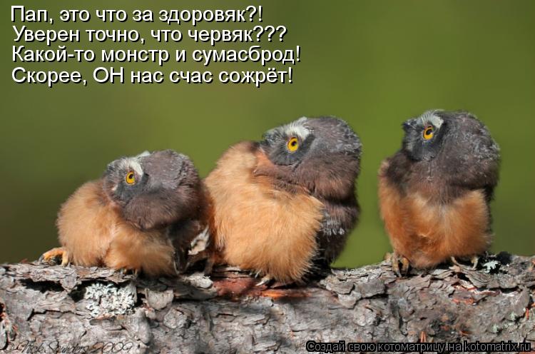 Котоматрица: Пап, это что за здоровяк?! Уверен точно, что червяк??? Какой-то монстр и сумасброд! Скорее, ОН нас счас сожрёт!