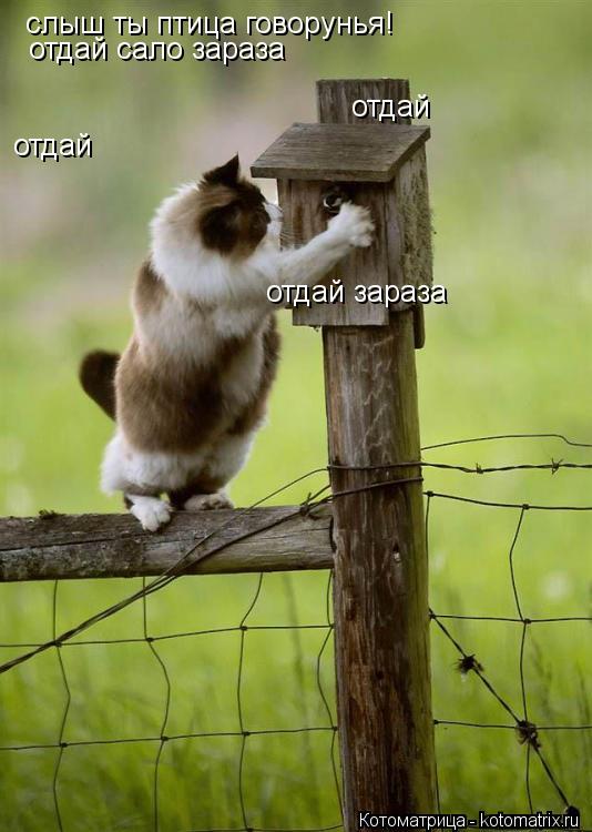 Котоматрица: слыш ты птица говорунья! отдай сало зараза отдай отдай отдай зараза