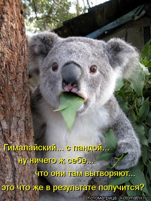 Котоматрица: Гималайский... с пандой... что они там вытворяют... ну ничего ж себе... это что же в результате получится?