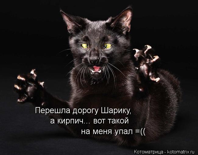 Котоматрица: Перешла дорогу Шарику,  а кирпич... вот такой на меня упал =((