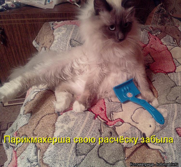 Котоматрица: Парикмахерша свою расчёску забыла