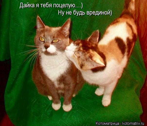 Котоматрица: Дайка я тебя поцелую....) Ну не будь врединой)