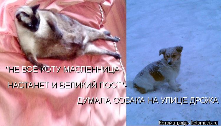 Котоматрица: ДУМАЛА СОБАКА НА УЛИЦЕ ДРОЖА НАСТАНЕТ И ВЕЛИКИЙ ПОСТ"- "НЕ ВСЁ КОТУ МАСЛЕННИЦА