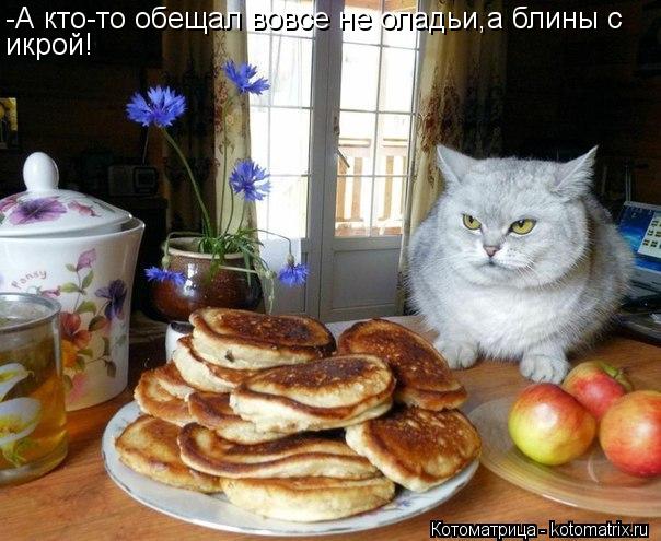 Котоматрица: -А кто-то обещал вовсе не оладьи,а блины с икрой!