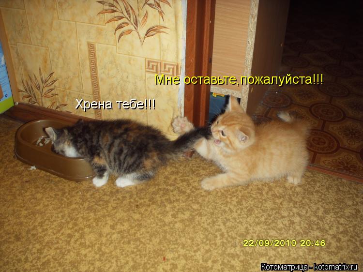 Котоматрица: Мне оставьте,пожалуйста!!! Хрена тебе!!!