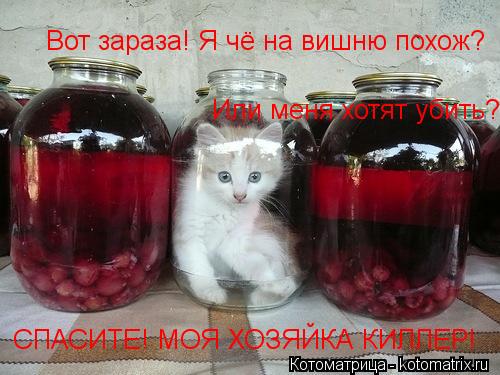 Котоматрица: Вот зараза! Я чё на вишню похож? Или меня хотят убить? СПАСИТЕ! МОЯ ХОЗЯЙКА КИЛЛЕР!