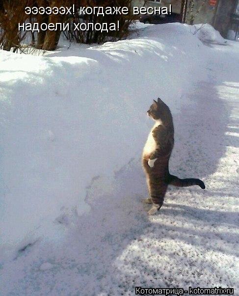 Котоматрица: ээээээх! когдаже весна!  надоели холода!