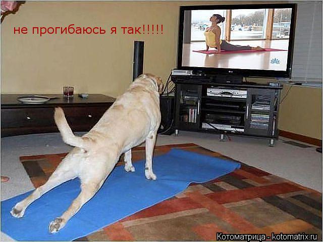 Котоматрица: не прогибаюсь я так!!!!!