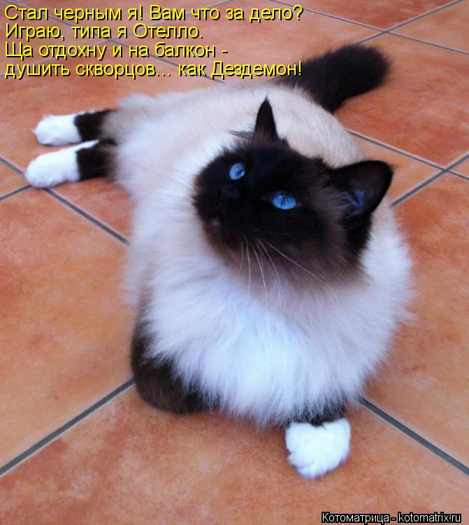 Котоматрица: Стал черным я! Вам что за дело?   Играю, типа я Отелло.  Ща отдохну и на балкон -  душить скворцов... как Дездемон!