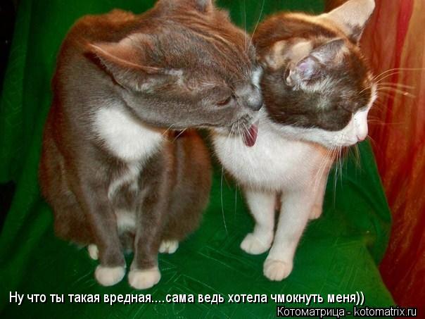 Котоматрица: Ну что ты такая вредная....сама ведь хотела чмокнуть меня))
