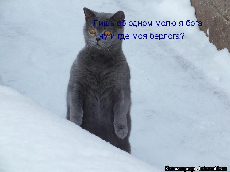 Котоматрица: Лишь об одном молю я бога ну и где моя берлога?