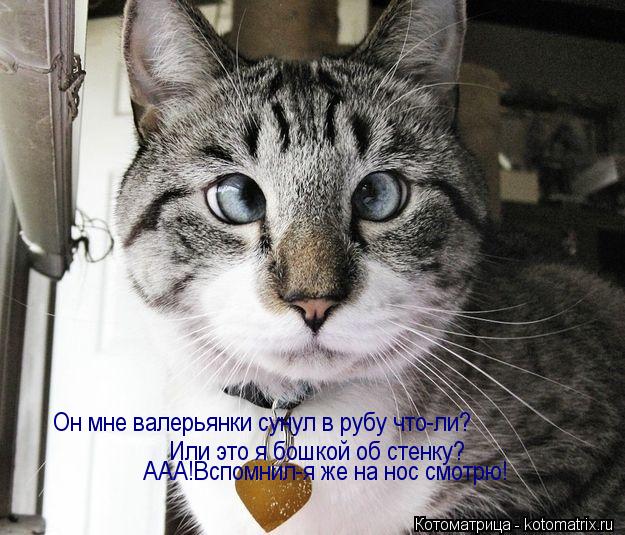 Котоматрица: Он мне валерьянки сунул в рубу что-ли? Или это я бошкой об стенку? ААА!Вспомнил-я же на нос смотрю!
