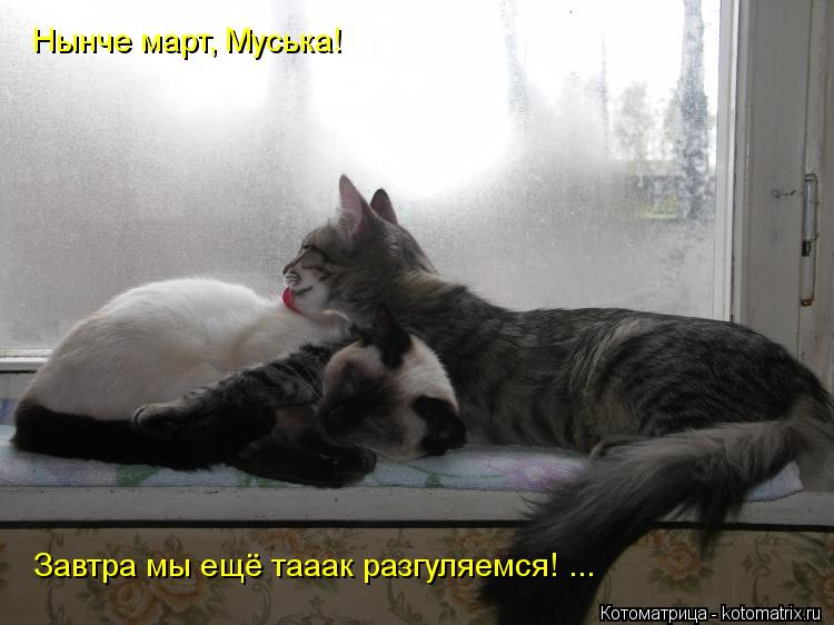 Котоматрица: Нынче март, Муська! Завтра мы ещё тааак разгуляемся! ...