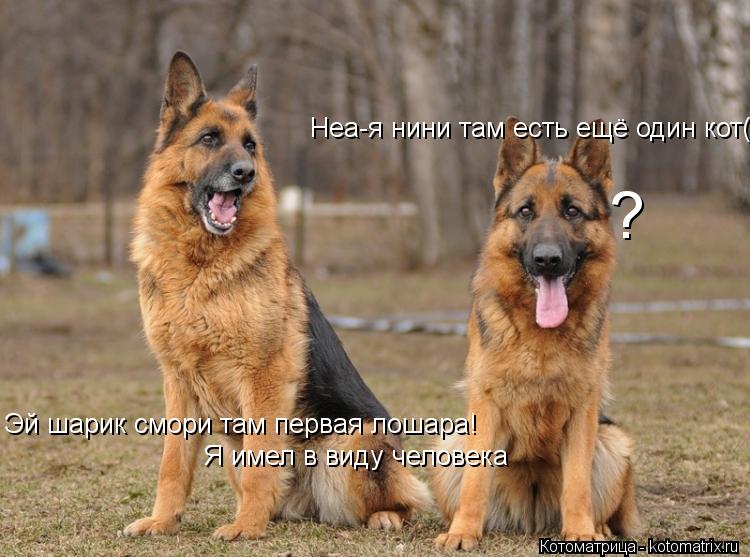 Котоматрица: Эй шарик смори там первая лошара! Неа-я нини там есть ещё один кот( Я имел в виду человека ?