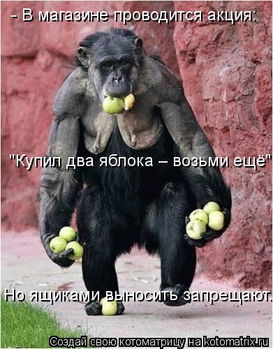 Котоматрица: - В магазине проводится акция: "Купил два яблока – возьми ещё" Но ящиками выносить запрещают.