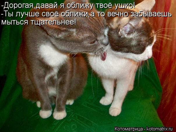 Котоматрица: -Дорогая,давай я оближу твоё ушко! -Ты лучше своё оближи,а то вечно забываешь мыться тщательнее!