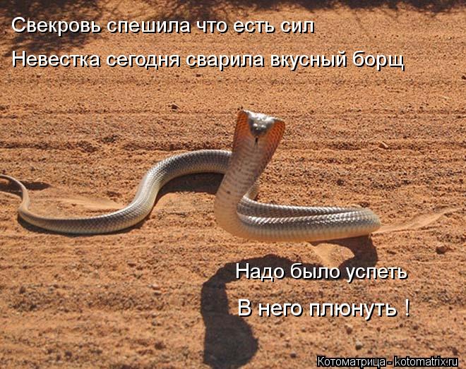 Котоматрица: Свекровь спешила что есть сил Невестка сегодня сварила вкусный борщ Надо было успеть В него плюнуть !