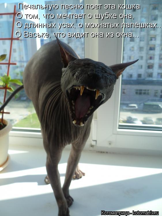 Котоматрица: Печальную песню поет эта кошка О том, что мечтает о шубке она, О длинных усах, о мохнатых лапёшках... О Ваське, что видит она из окна...