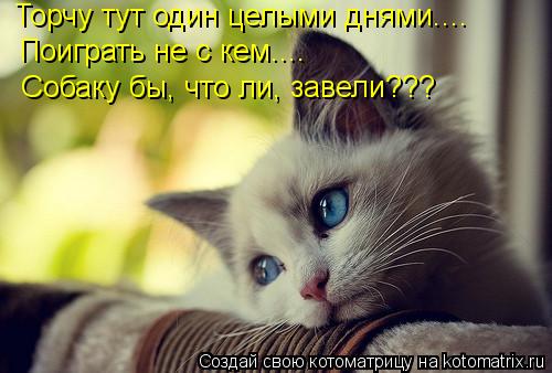 Котоматрица: Торчу тут один целыми днями.... Поиграть не с кем.... Собаку бы, что ли, завели???