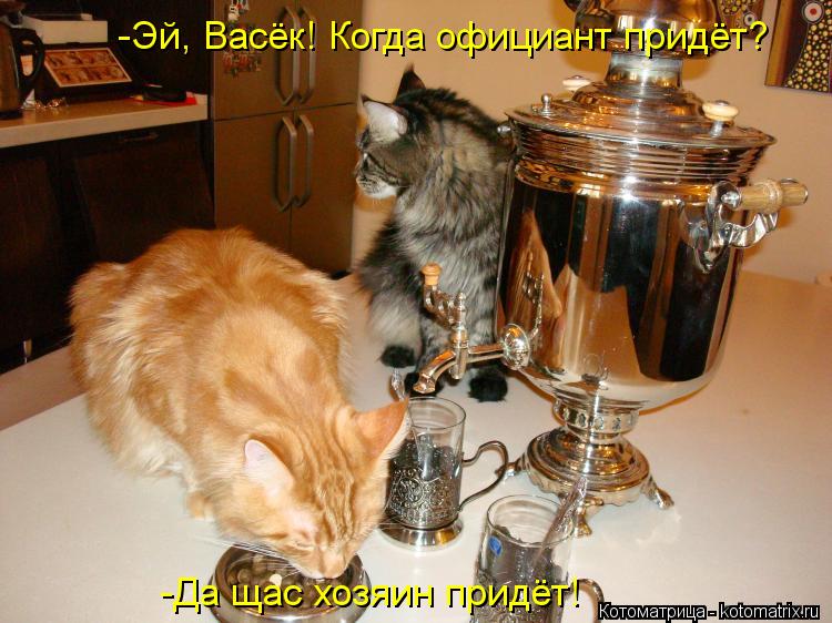 Котоматрица: -Эй, Васёк! Когда официант придёт? -Эй, Васёк! Когда официант придёт? -Да щас хозяин придёт!