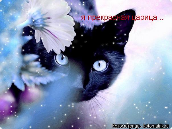 Котоматрица: я прекрасная царица...