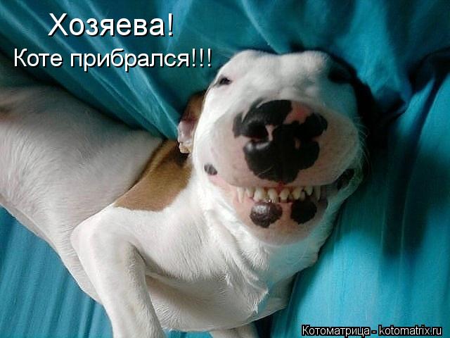 Котоматрица: Хозяева! Коте прибрался!!!