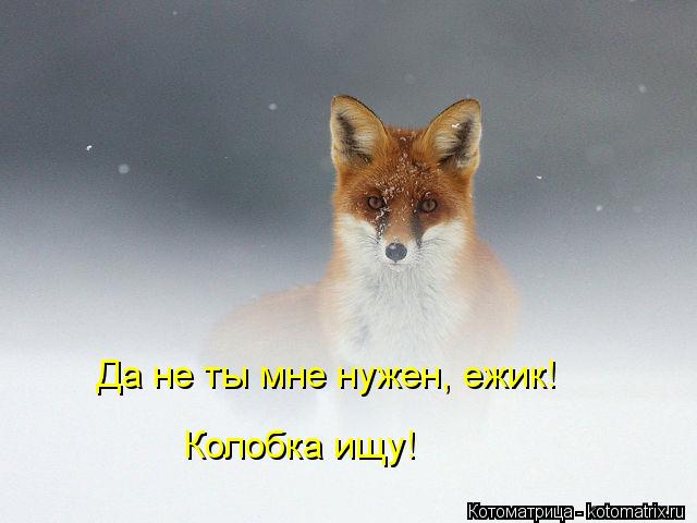 Котоматрица: Да не ты мне нужен, ежик! Колобка ищу!