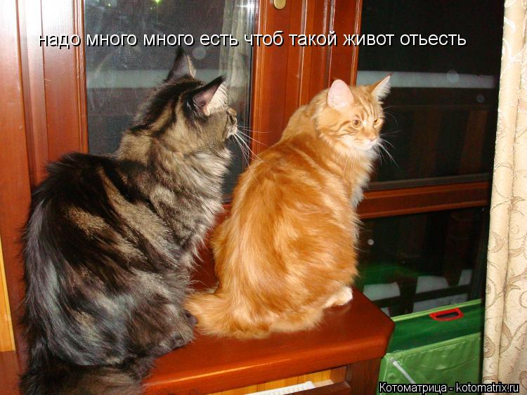 Котоматрица: надо много много есть чтоб такой живот отьесть