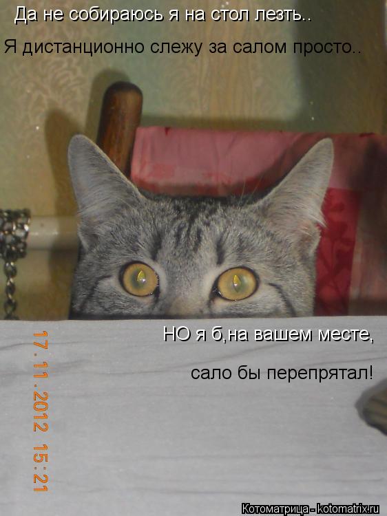 Котоматрица: Да не собираюсь я на стол лезть.. Я дистанционно слежу за салом просто.. НО я б,на вашем месте, сало бы перепрятал!