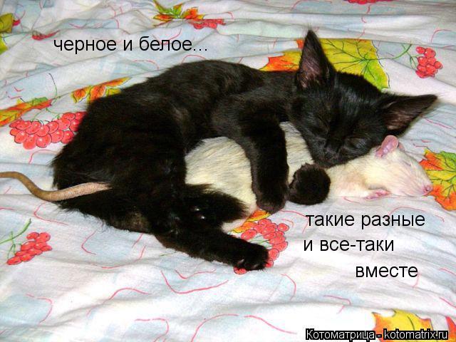Котоматрица: черное и белое... такие разные и все-таки вместе
