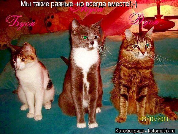 Котоматрица: Мы такие разные -но всегда вместе!;-)