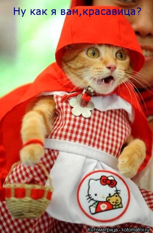 Котоматрица: Захотела моя хозяйка в  Ну как я вам,красавица?