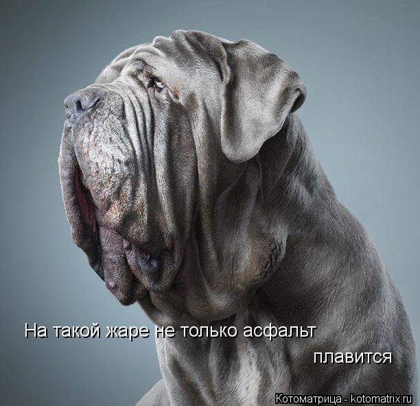 Котоматрица: На такой жаре не только асфальт плавится