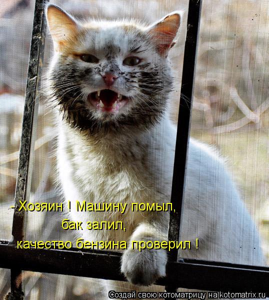 Котоматрица: - Хозяин ! Машину помыл, бак залил, качество бензина проверил !