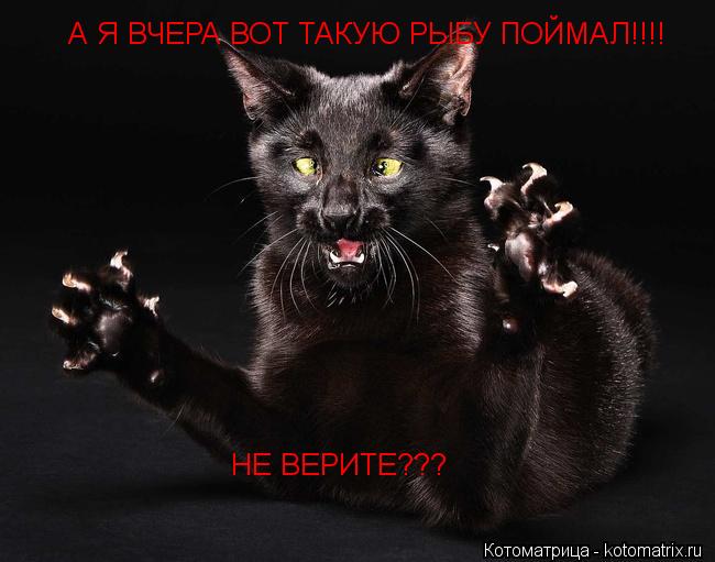 Котоматрица: А Я ВЧЕРА ВОТ ТАКУЮ РЫБУ ПОЙМАЛ!!!! НЕ ВЕРИТЕ???