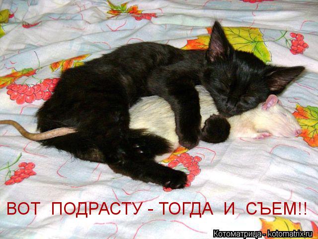 Котоматрица: ВОТ  ПОДРАСТУ - ТОГДА  И  СЪЕМ!!