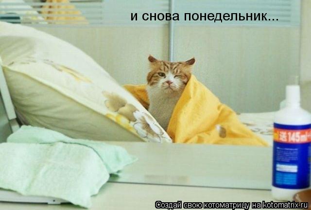 Котоматрица: и снова понедельник...
