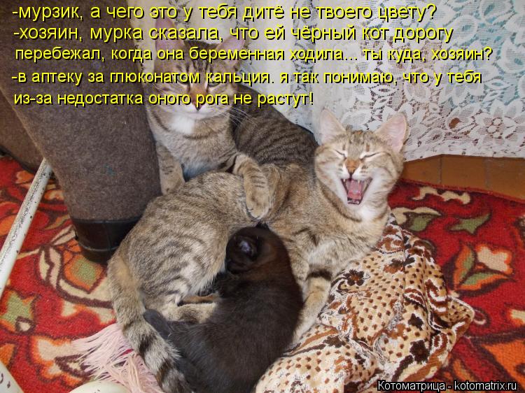 Котоматрица: -мурзик, а чего это у тебя дитё не твоего цвету? -хозяин, мурка сказала, что ей чёрный кот дорогу  перебежал, когда она беременная ходила... ты к