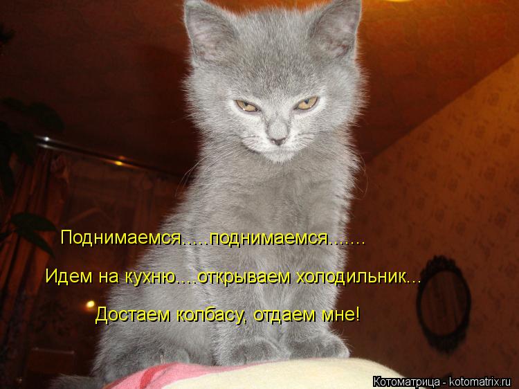 Котоматрица: Поднимаемся.....поднимаемся....... Идем на кухню....открываем холодильник... Достаем колбасу, отдаем мне!