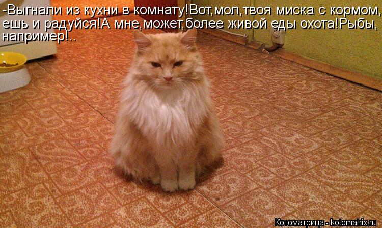 Котоматрица: -Выгнали из кухни в комнату!Вот,мол,твоя миска с кормом, ешь и радуйся!А мне,может,более живой еды охота!Рыбы, например!..