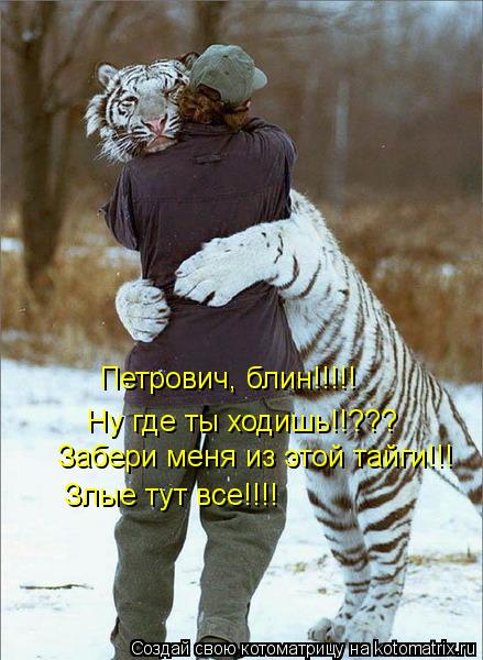 Котоматрица: Петрович, блин!!!!! Ну где ты ходишь!!??? Забери меня из этой тайги!!! Злые тут все!!!!