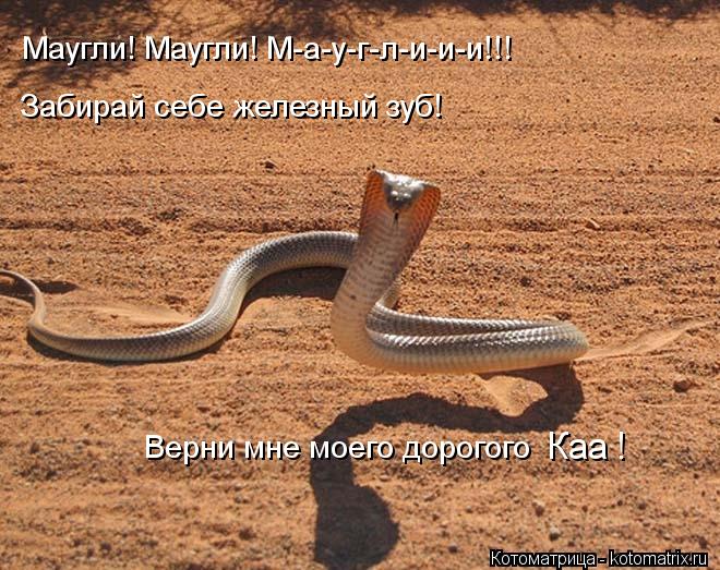 Котоматрица: Маугли! Маугли! М-а-у-г-л-и-и-и!!! Забирай себе железный зуб! Верни мне моего дорогого Каа !