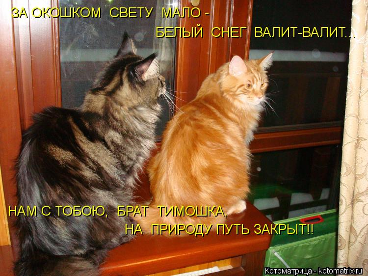 Котоматрица: НА  ПРИРОДУ ПУТЬ ЗАКРЫТ!! ЗА ОКОШКОМ  СВЕТУ  МАЛО - БЕЛЫЙ  СНЕГ  ВАЛИТ-ВАЛИТ... НАМ С ТОБОЮ,  БРАТ  ТИМОШКА,