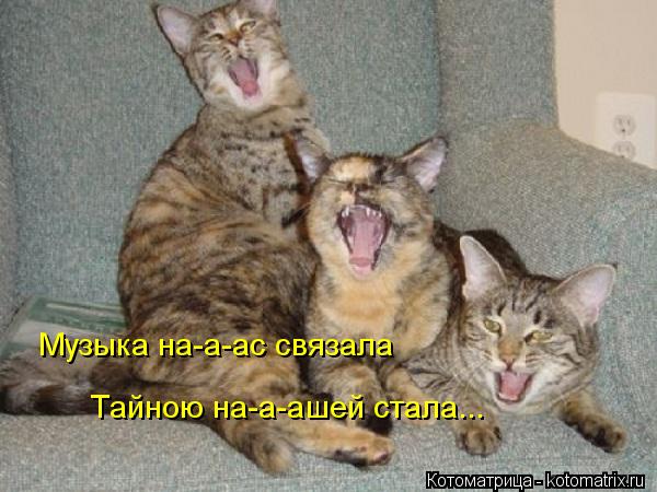 Котоматрица: Музыка на-а-ас связала Тайною на-а-ашей стала...