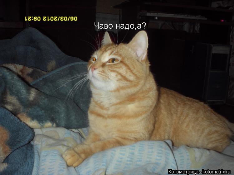 Котоматрица: Чаво надо,а?