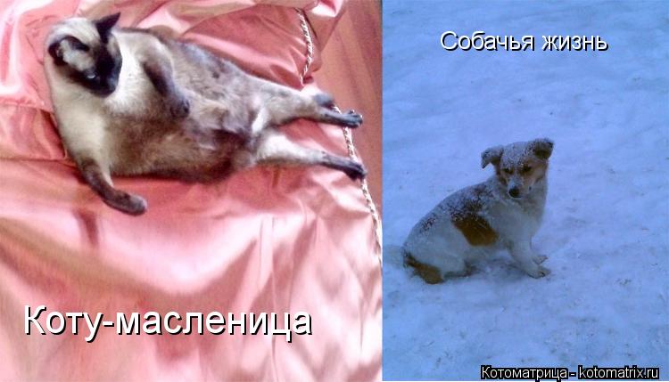 Котоматрица: Коту-масленица Собачья жизнь