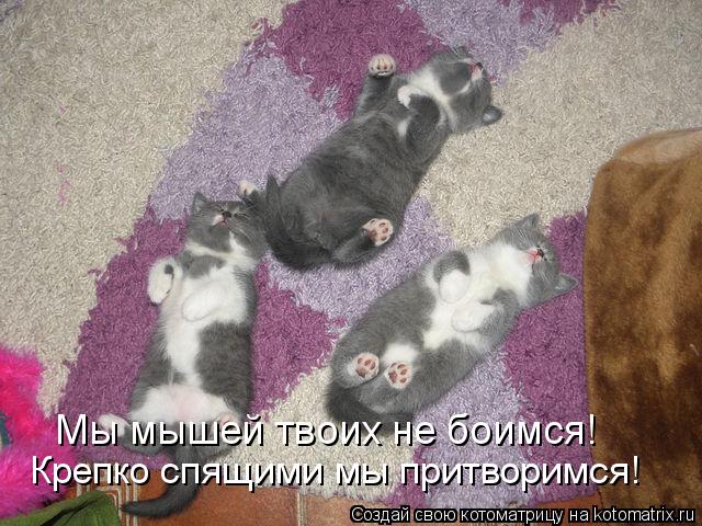Котоматрица: Крепко спящими мы притворимся! Мы мышей твоих не боимся!